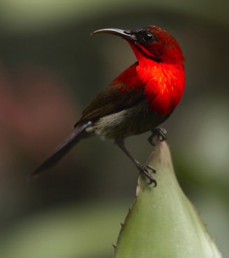 Crimson Sunbird_1146_apr2016.jpg